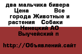 два мальчика бивера › Цена ­ 19 000 - Все города Животные и растения » Собаки   . Ненецкий АО,Выучейский п.